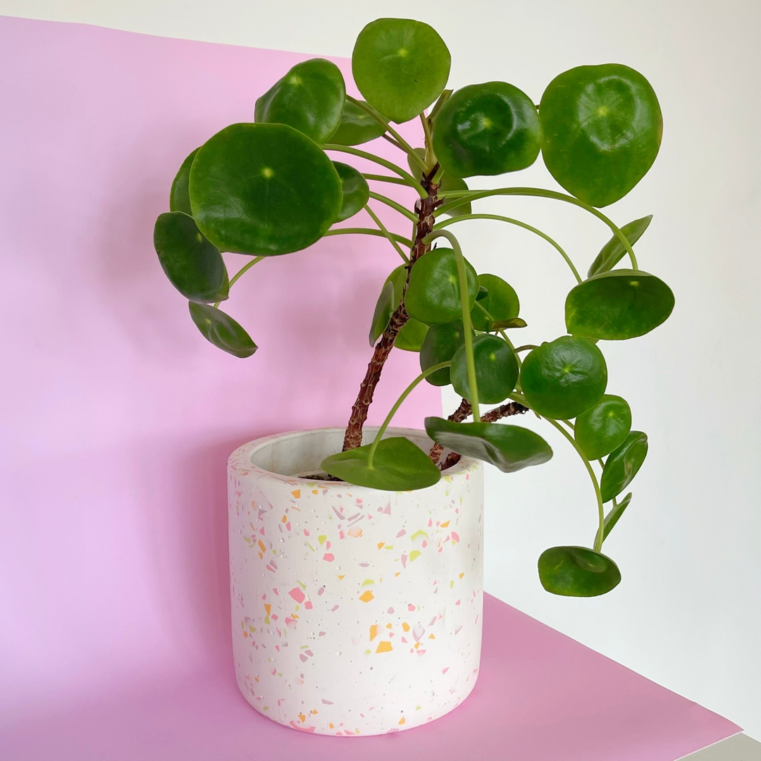 large terrazzo pot / choose from 6 designs!